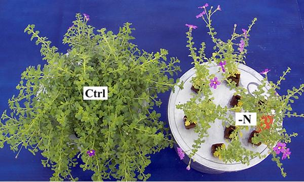 Control plant next to nitrogen deficient plant with less growth and yellowed leaves.